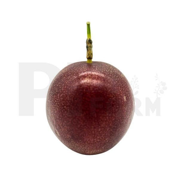 Florida No.1 (Dark-Purple) 3lbs - Image 2