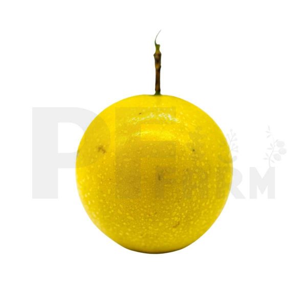Florida No.2 (Yellow) 3lbs - Image 2