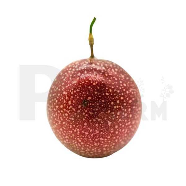 Florida No.3 (Red Purple) 3lbs - Image 2