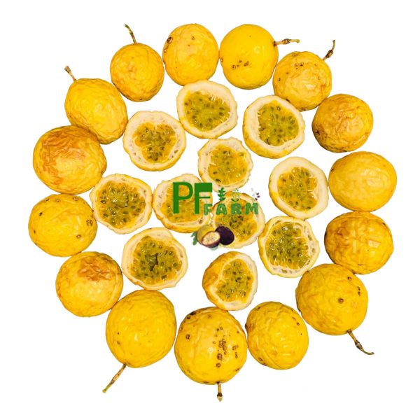 Passion Fruit No.2 Golden (2 Dozen / 24 Counts)