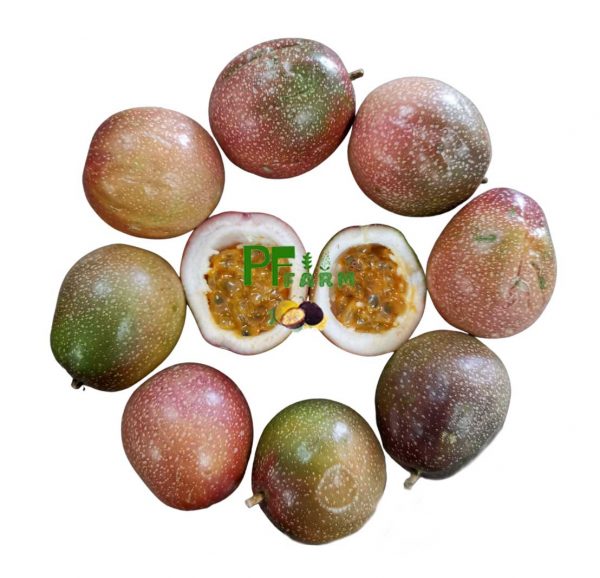 Passion Fruit No.3 (2 Dozen / 24 Counts)