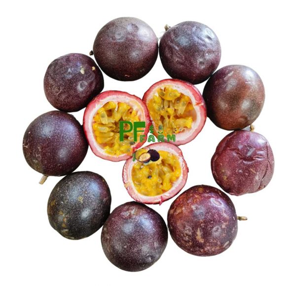 Passion Fruit No.1 (2 Dozen / 24 Counts)